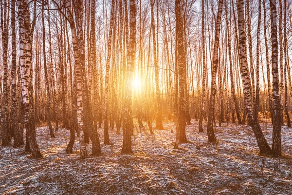지구에 첫눈이 내리는 자작나무 숲에서 뜨거나 일출이지 광선이 비치는 자작나무 — 스톡 사진
