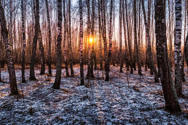 Sunset or sunrise in a birch grove with the first winter snow on earth. Rows of birch trunks with the sun's rays passing through them.