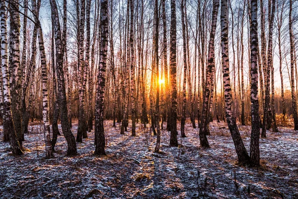 Sunset or sunrise in a birch grove with the first winter snow on earth. Rows of birch trunks with the sun\'s rays passing through them.