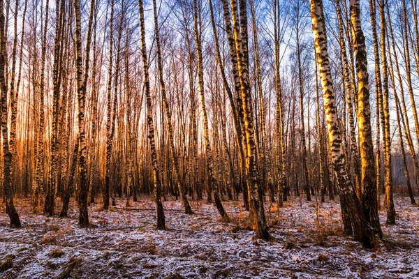 지구에 첫눈이 내리는 자작나무 숲에서 뜨거나 일출이지 자작나무 줄기들 — 스톡 사진
