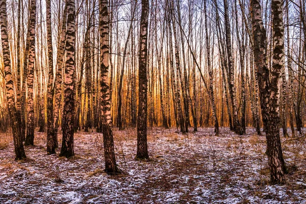 지구에 첫눈이 내리는 자작나무 숲에서 뜨거나 일출이지 광선이 비치는 자작나무 — 스톡 사진