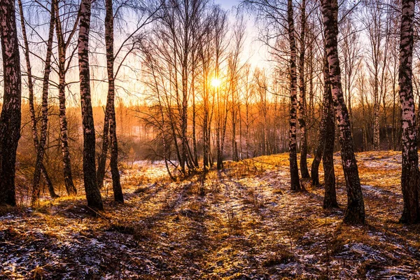 Coucher Lever Soleil Dans Une Boucherie Avec Première Neige Hiver — Photo