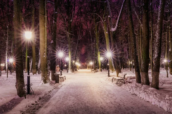 Zimní Park Noci Lucernami Lavicemi Stromy Pokrytými Sněhem Krajina — Stock fotografie
