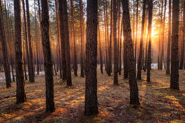 Pôr Sol Nascer Sol Floresta Pinheiros Primavera Com Última Neve — Fotografia de Stock