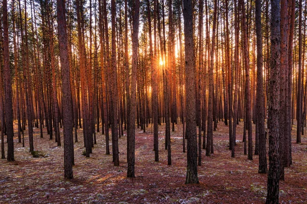 Pôr Sol Nascer Sol Floresta Pinheiros Primavera Raios Sol Brilhando — Fotografia de Stock