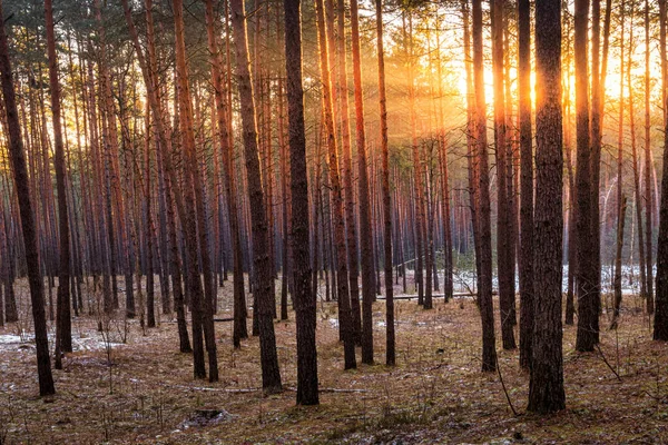 Pôr Sol Nascer Sol Floresta Pinheiros Primavera Com Última Neve — Fotografia de Stock