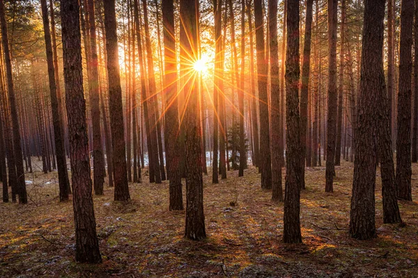 Zachód Lub Wschód Słońca Wiosennym Lesie Sosnowym Ostatnim Śniegiem Promienie — Zdjęcie stockowe