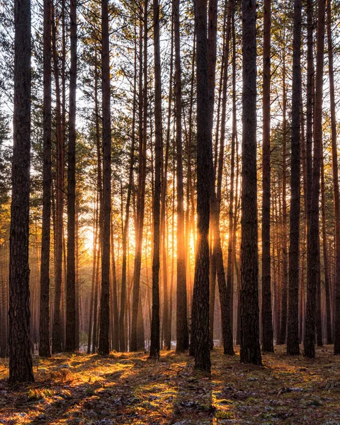 Coucher Lever Soleil Dans Pinède Printanière Avec Dernière Neige Rayons — Photo