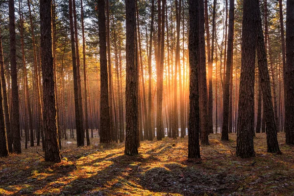 Sunset or sunrise in the spring pine forestwith last snow. Sunbeams shining through the haze between pine trunks.