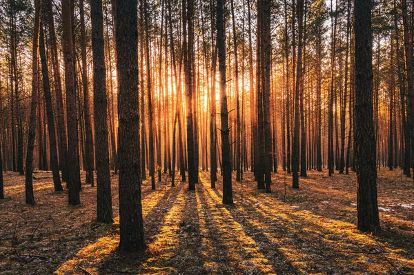 Zachód Lub Wschód Słońca Wiosennym Lesie Sosnowym Ostatnim Śniegiem Promienie — Zdjęcie stockowe