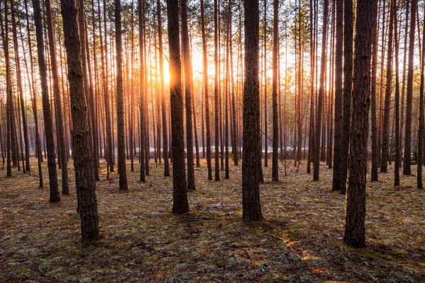 Pôr Sol Nascer Sol Floresta Pinheiros Primavera Com Última Neve — Fotografia de Stock
