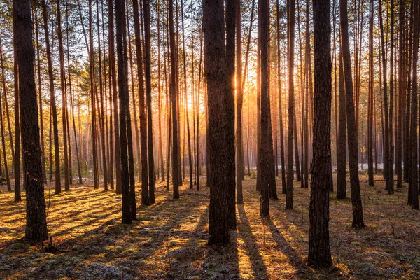 Pôr Sol Nascer Sol Floresta Pinheiros Primavera Com Última Neve — Fotografia de Stock