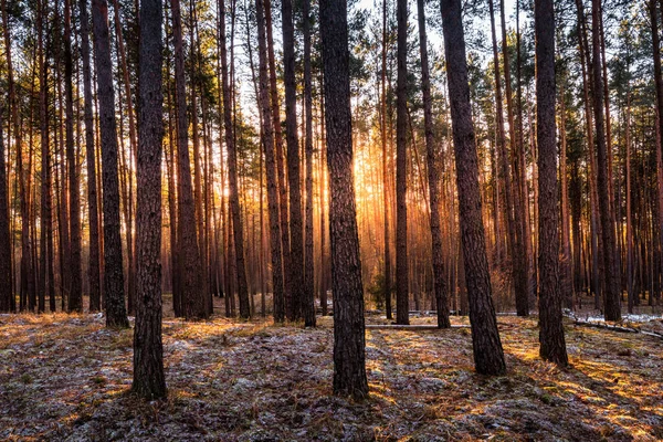 Pôr Sol Nascer Sol Floresta Pinheiros Primavera Com Última Neve — Fotografia de Stock