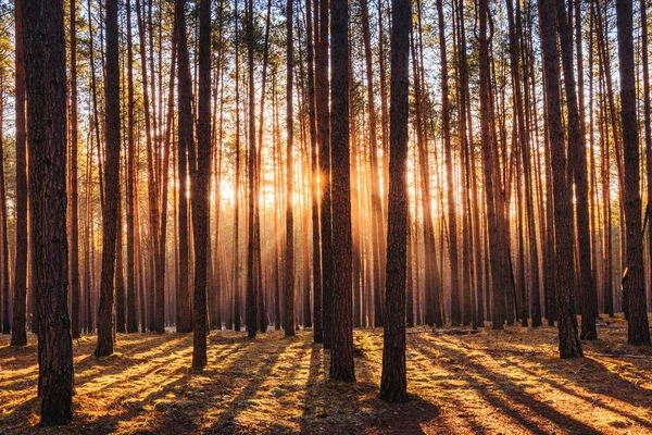 Pôr Sol Nascer Sol Floresta Pinheiros Primavera Raios Sol Brilhando — Fotografia de Stock
