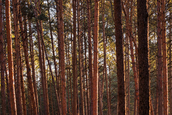 Sunbeams illuminating the trunks of pine trees at sunset or dawn in a spring pine forest.