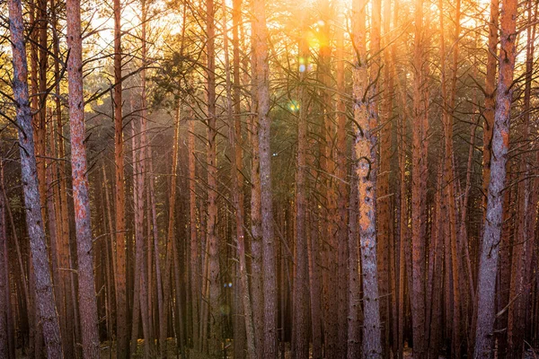 Sunset or sunrise in the spring pine forest. Sunbeams shining through the haze between pine trunks.