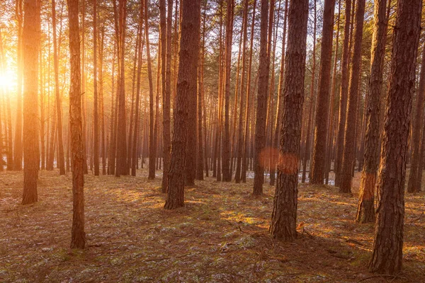 Sunset or sunrise in the spring pine forestwith last snow. Sunbeams shining through the haze between pine trunks.