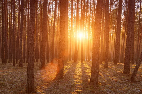 Pôr Sol Nascer Sol Floresta Pinheiros Primavera Com Última Neve — Fotografia de Stock