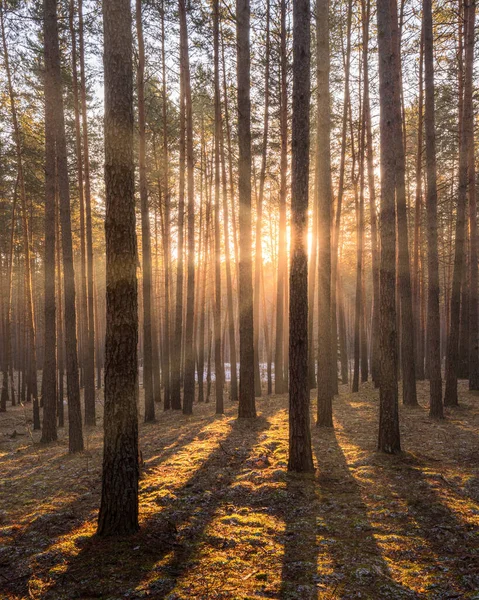 Sonnenuntergang Oder Sonnenaufgang Frühling Kiefernwald Mit Dem Letzten Schnee Sonnenstrahlen — Stockfoto