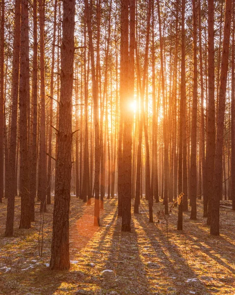 Sunset Sunrise Spring Pine Forestwith Last Snow Sunbeams Shining Haze — Stock Photo, Image