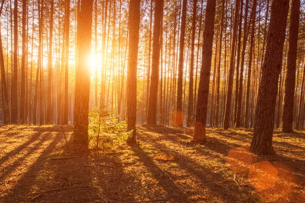Pôr Sol Nascer Sol Floresta Pinheiros Primavera Raios Sol Brilhando — Fotografia de Stock