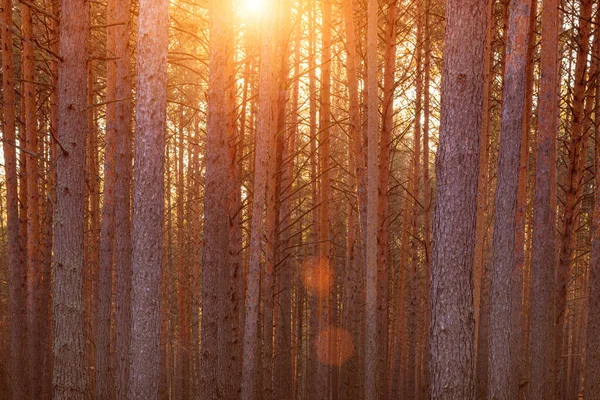 Захід Сонця Або Схід Сонця Весняному Сосновому Лісі Сонячні Промені — стокове фото