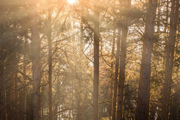 Sunset or sunrise in the spring pine forest. Sunbeams shining through the haze between pine trunks.