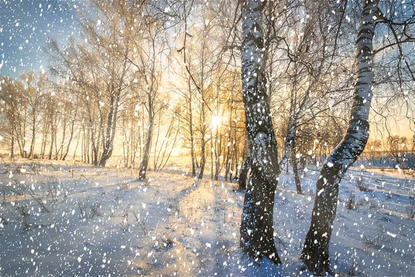 Солнечные Лучи Проходящие Через Стволы Деревьев Снежинки Заснеженной Березовой Роще — стоковое фото