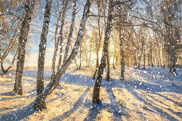 Сонячні Промені Течуть Через Стовбури Дерев Сніжинки Засніженому Березовому Гаю — стокове фото