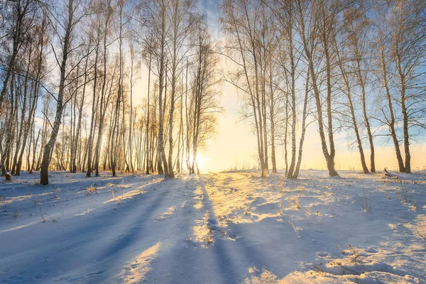 Raggi Sole Che Scorrono Attraverso Tronchi Albero Boschetto Betulle Innevato — Foto Stock