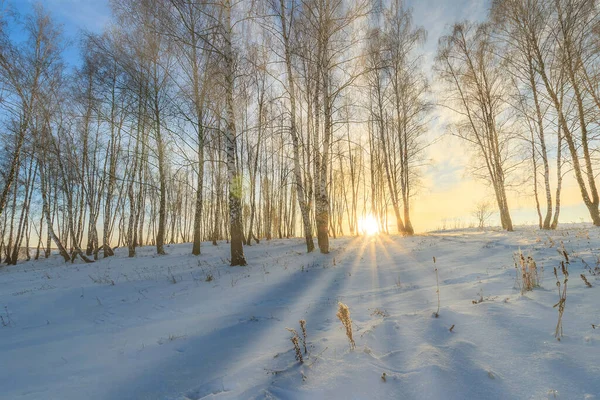 Rayos Solares Que Fluyen Través Troncos Árboles Abedul Cubierto Nieve — Foto de Stock