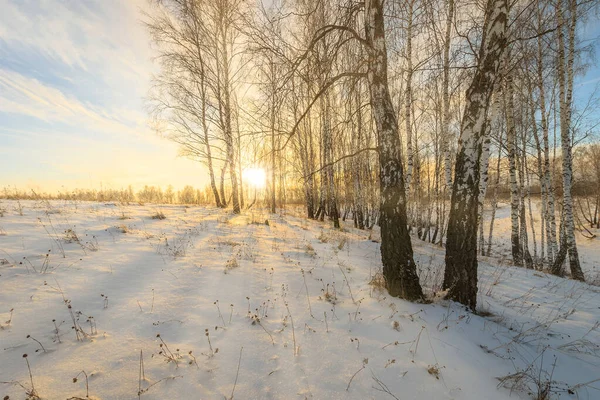 Rayos Solares Que Fluyen Través Troncos Árboles Abedul Cubierto Nieve — Foto de Stock