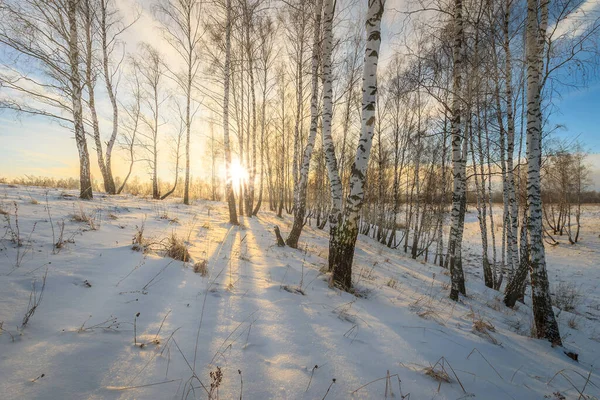 Rayos Solares Que Fluyen Través Troncos Árboles Abedul Cubierto Nieve — Foto de Stock