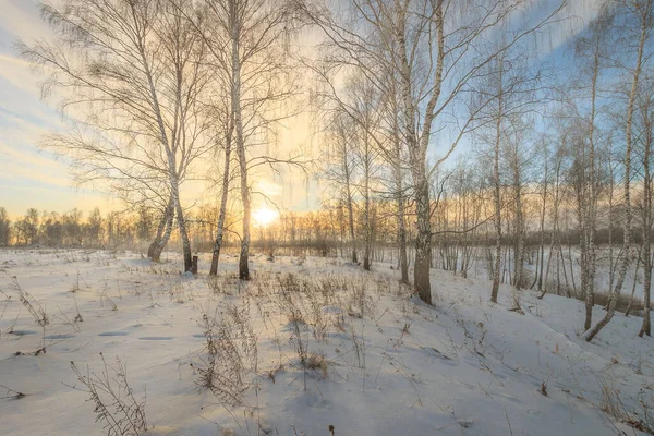 Raggi Sole Che Scorrono Attraverso Tronchi Albero Boschetto Betulle Innevato — Foto Stock