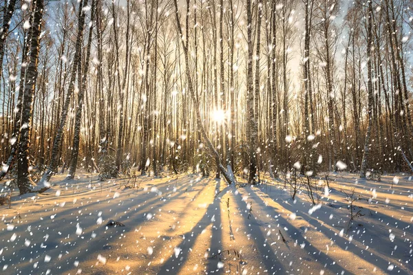 Sonnenstrahlen Strömen Durch Baumstämme Und Schneeflocken Einem Schneebedeckten Birkenhain Bei — Stockfoto