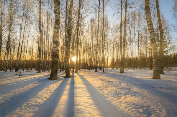 Raggi Sole Che Scorrono Attraverso Tronchi Albero Boschetto Betulle Innevato — Foto Stock