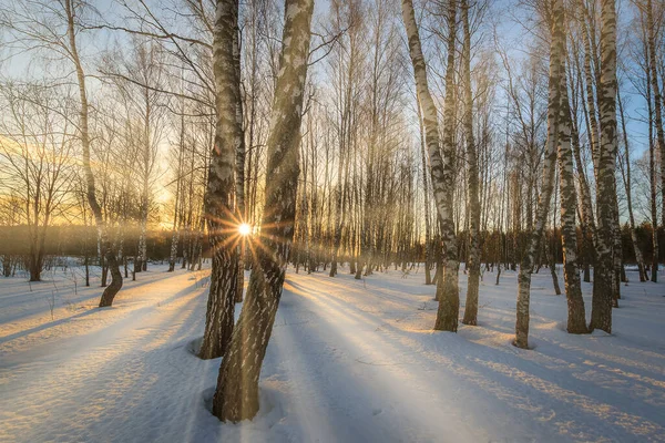 Sun Rays Streaming Tree Trunks Snow Covered Birch Grove Sunrise — Stock Photo, Image