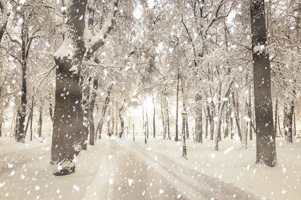 Silne Opady Śniegu Zimowym Parku Miejskim Pokryte Śniegiem Słoneczny Zimowy — Zdjęcie stockowe