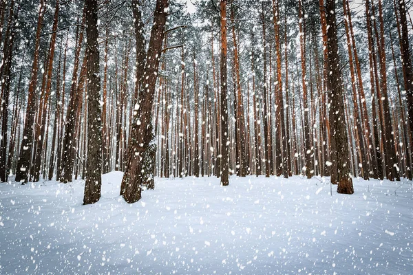 Снегопад Сосновом Лесу Покрытом Снегом Облачный День — стоковое фото