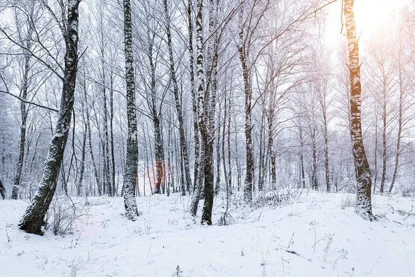 Sunbeams shining through snow-covered birch branches in a birch forest after a snowfall on a winter day.