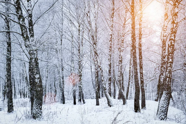 Sunbeams shining through snow-covered birch branches in a birch forest after a snowfall on a winter day.