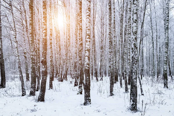 Sunbeams shining through snow-covered birch branches in a birch forest after a snowfall on a winter day.