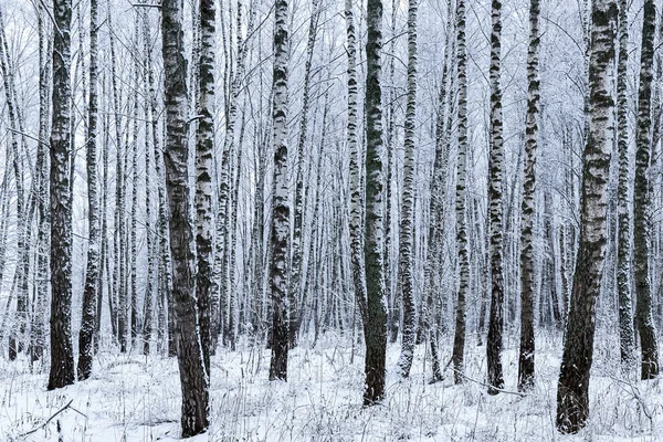 Birch grove after a snowfall on a winter cloudy day. Birch branches covered with stuck snow.