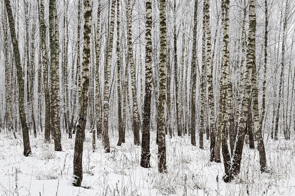 Birch grove after a snowfall on a winter cloudy day. Birch branches covered with stuck snow.