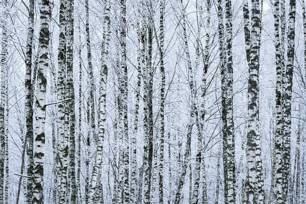 冬の曇りの日に雪の後の白樺林 雪に覆われた白樺の枝 — ストック写真
