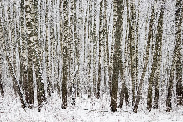 Birch grove after a snowfall on a winter cloudy day. Birch branches covered with stuck snow.