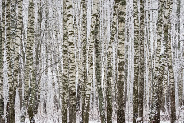 Birch grove after a snowfall on a winter cloudy day. Birch branches covered with stuck snow.