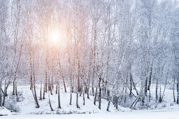 Sunbeams shining through snow-covered birch branches in a birch forest after a snowfall on a winter day.