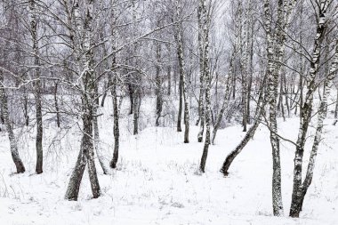 Kış bulutlu bir günde kar yağdıktan sonra Birch korusu. Ağaç dalları sıkışmış karla kaplı..