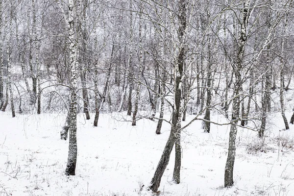 Birch grove after a snowfall on a winter cloudy day. Birch branches covered with stuck snow.